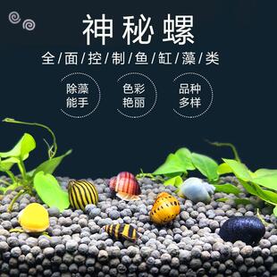 观赏螺鱼缸除藻清洁黄金螺杀手螺斑马螺除杂螺黑金刚蜗牛活体1cm