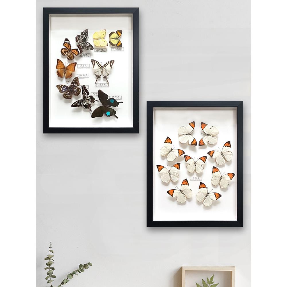 16寸标本相框框有昆虫工艺装饰挂件墙画科普教学工艺品家装