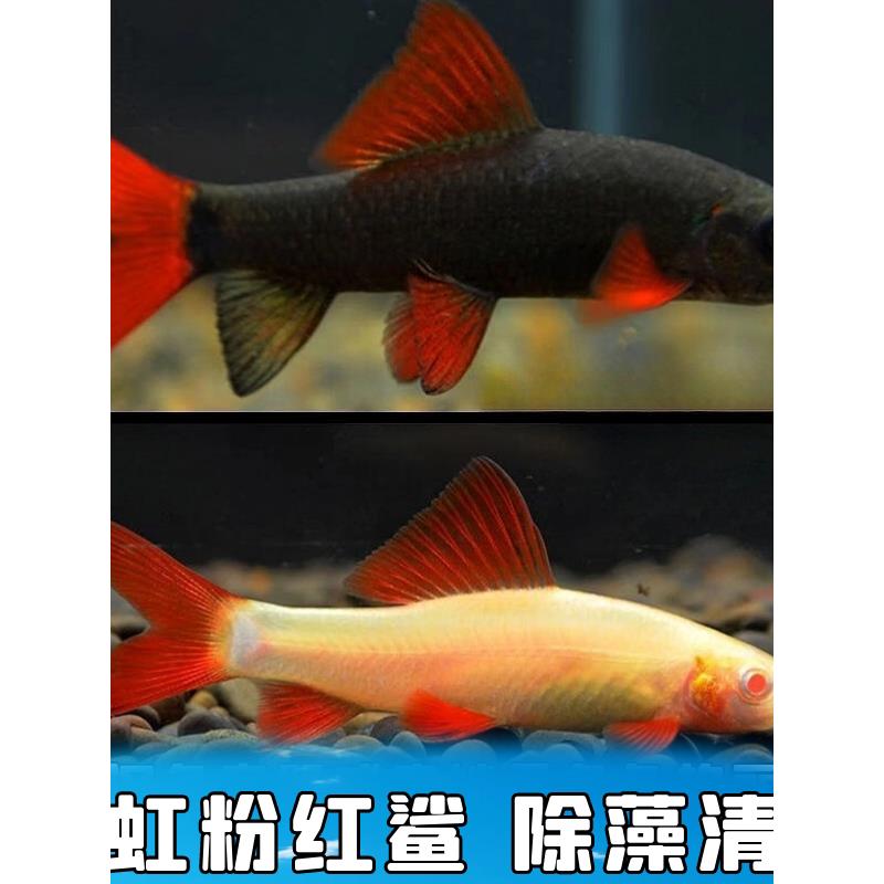 活体观赏鱼淡水清洁鱼鱼缸清道夫除藻吃垃圾青苔鼠彩虹鲨粉红鲨鱼
