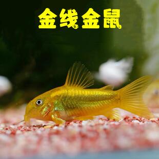 金线 线金鼠委内瑞拉青鼠异型鼠鱼南美生态鱼热带鱼鱼人工鱼清洁