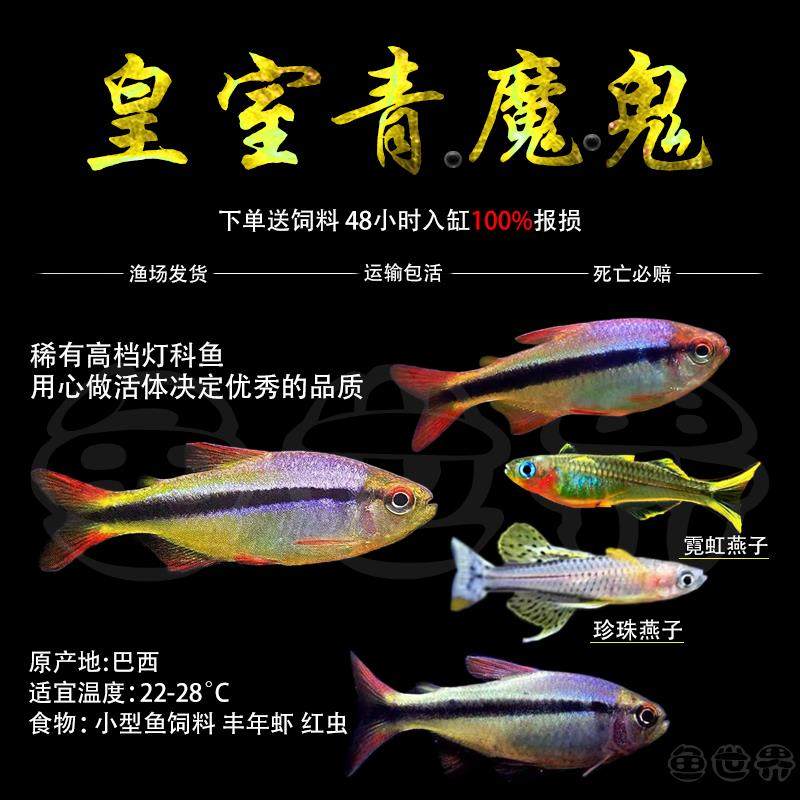 皇室青魔鬼灯鱼活体观赏高端七彩稻田灯魔鬼鱼好养草缸小型热带鱼,宠物/宠物食品及用品,鱼,淘宝优惠券,粉丝福利购,淘宝优惠卷