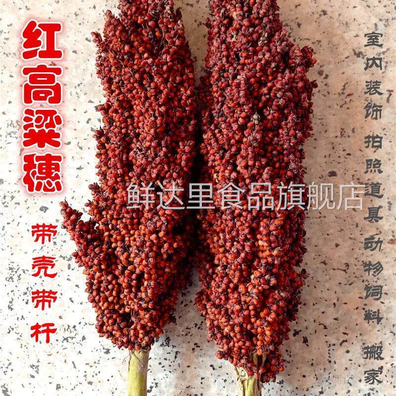 带壳红高粱穗子 整株高粱带杆带根鸟鼠粮高粱米结婚搬家干 干燥花