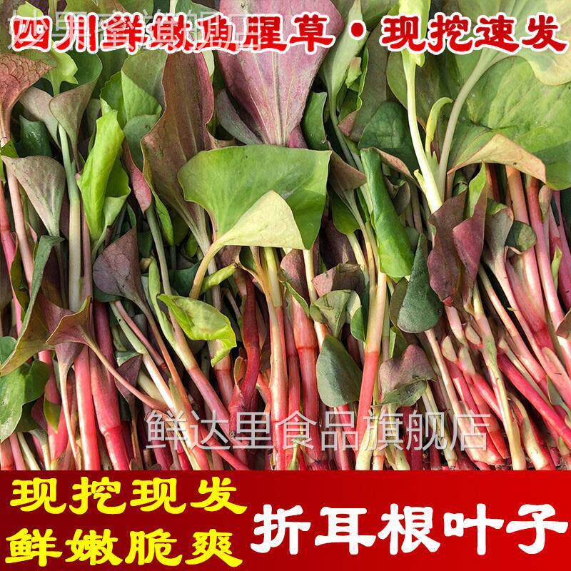 现货速发!现挖四川鱼腥草3斤新鲜折耳根叶子节节根凉拌猪鼻孔叶子