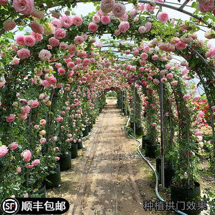 母系爬藤月季蔷薇庭院围栏拱门级藤本多花植物盆栽花卉多季开花苗
