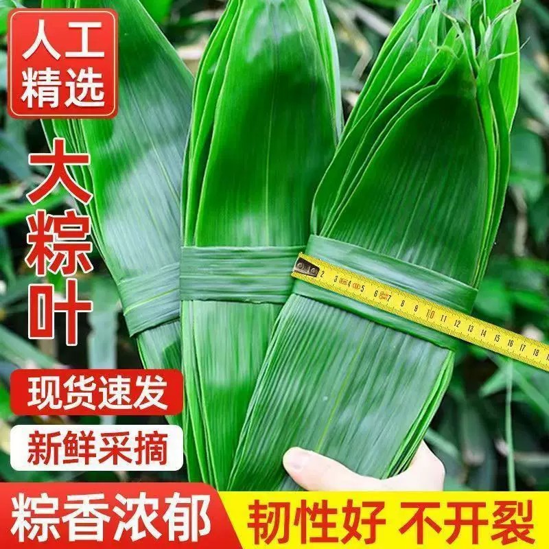 粽子叶新鲜野生大粽叶天然包粽子叶子送绳子大号端午真空包装箬叶