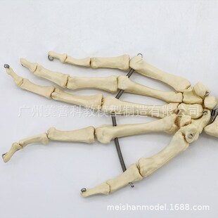 上/下肢大腿骨脚掌模型 脚骨脚模型带胫腓骨和股骨关节模型