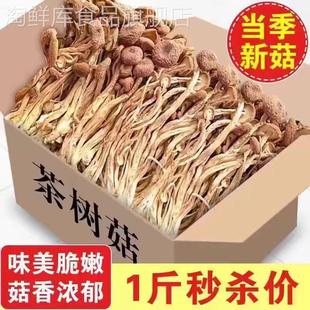 2023云南农家茶树菇干货特级不开伞切根新鲜茶薪菇香菇蘑菇250g