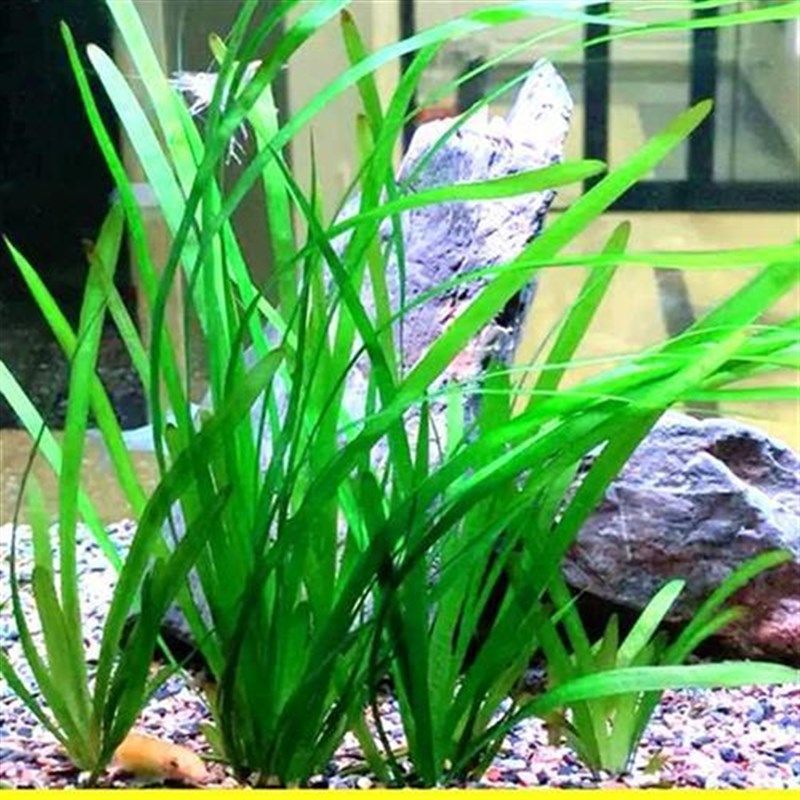 大小水兰迷你细叶纽兰前s景苦草水草鱼池养鱼缸草绿植造景植物套