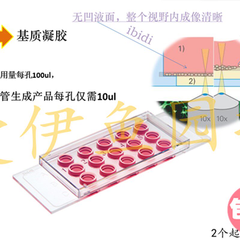 81506 血管生成载玻片 出芽实J验 血管生成 成管 载波片