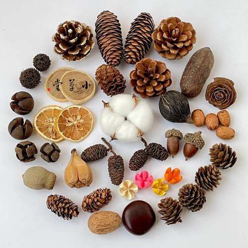 松果木片树叶干花干果组合套装 幼儿园装饰小摆件 复古拍照道具