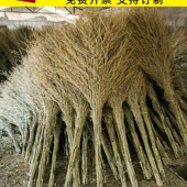 沂蒙山大扫把扫院子笤帚加大加宽环卫竹扫帚马路室外长塑料丝