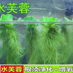 水芙蓉浮萍水草净化水质养龟养鱼造景庭院水池水浮莲水声植物养殖