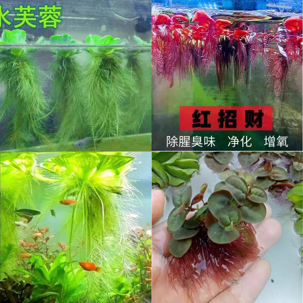 浮萍水草红毛丹萍净化水质水培绿植庭院鱼缸龟缸造景漂浮水芙蓉。