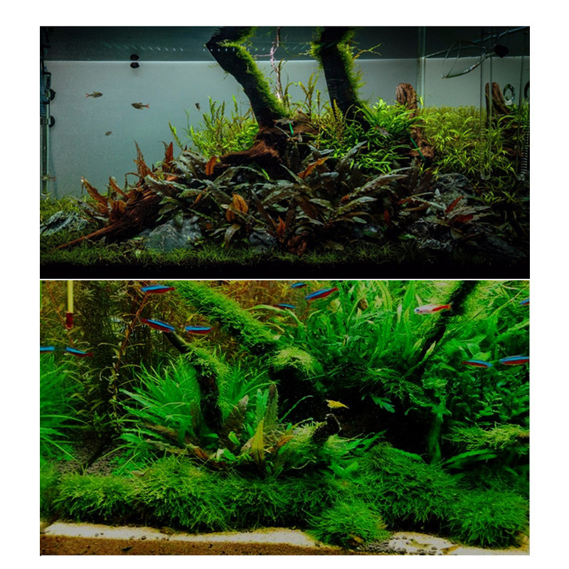 无菌杯椒草泰国青椒草气泡椒草咖啡椒草前中后景真水草活体植物