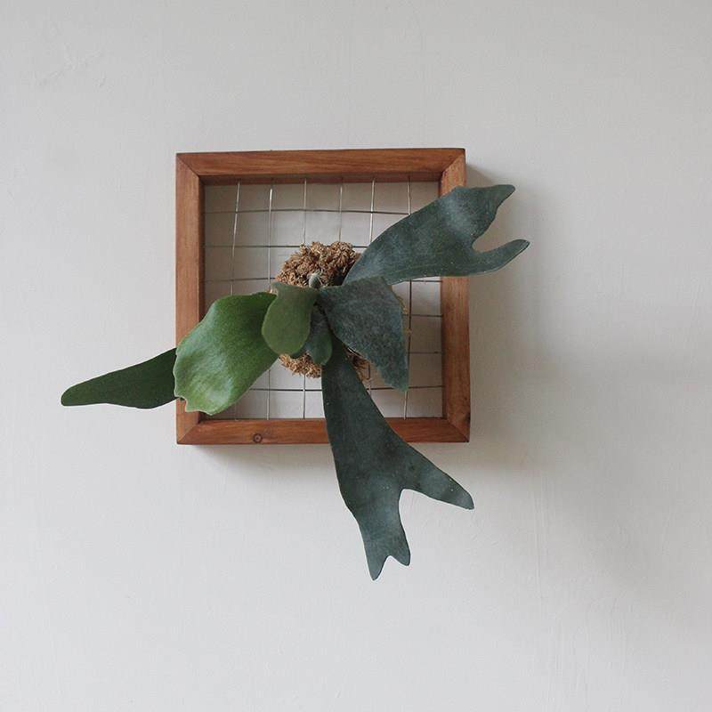 鹿角蕨定植板壁挂实木手工相框蕨类植物花盆挂板植物墙绿植好养护,家居饰品,壁饰,淘宝优惠券,粉丝福利购,淘宝优惠卷