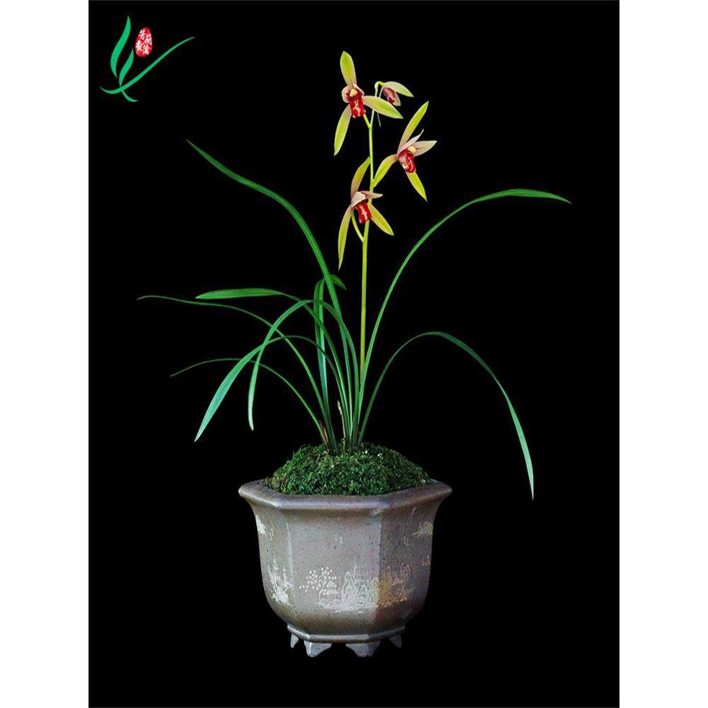 建兰兰花四季贵妃醉酒浓香花卉盆景盆栽土绿植带草植物花苞名贵苗