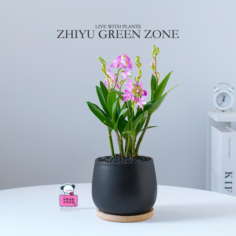 香水石斛兰盆栽带花苞兰花办公室内桌面懒人好养淡香迷你绿植礼物