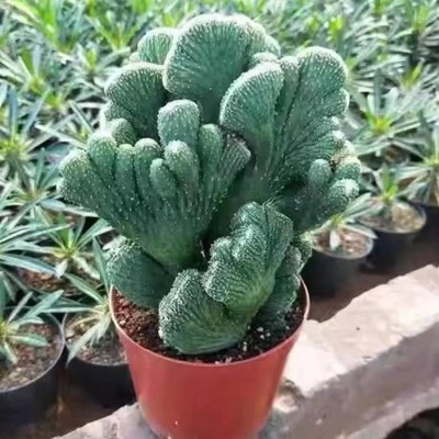 五指山仙人掌多肉植物彩山影锦奇特造型桌面美观花卉防辐射盆栽