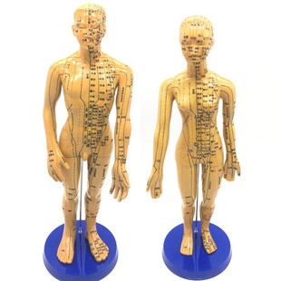 大字体超清晰手臂可转刻字版 人体针灸穴位模型小人14经络男女教学