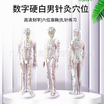 中医针灸经络穴位人体针灸模型全身模特图扎针练习数字硬白60cm