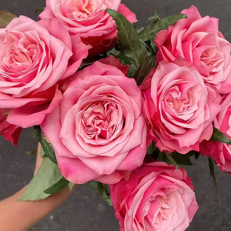 新品玫瑰闺蜜 高杯大花直立扦插苗盆栽阳台月季灌木