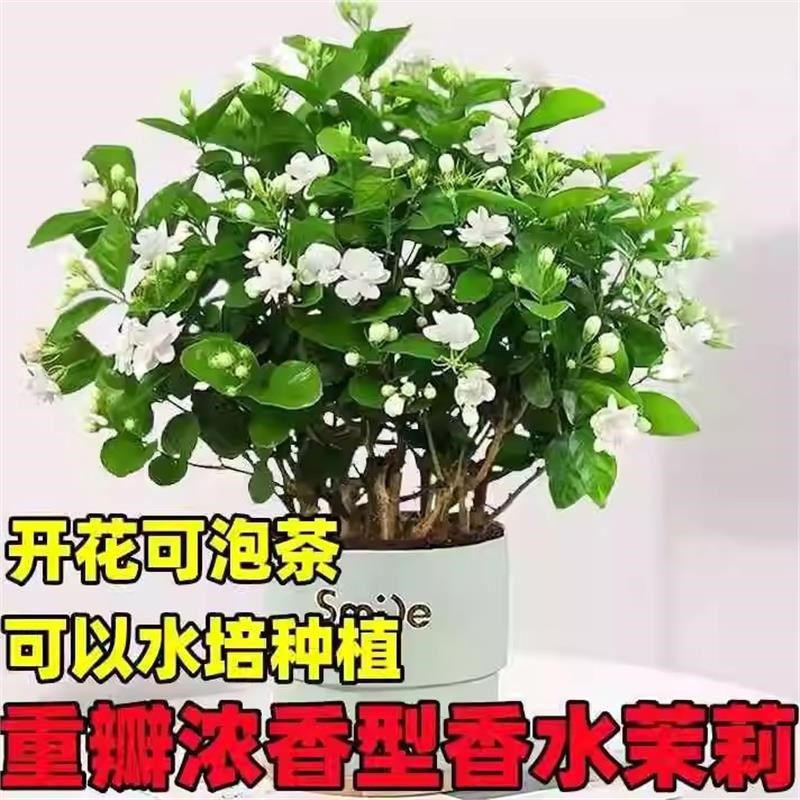 茉莉花盆栽重瓣开花浓香四季好养室内阳台庭院驱蚊防蚊花卉绿植