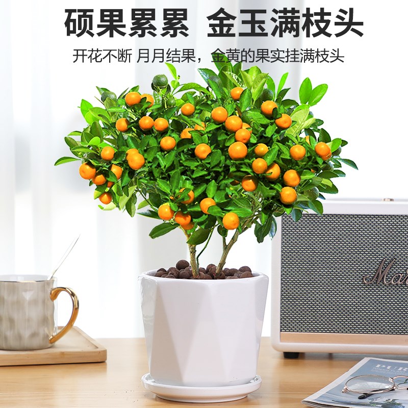 四季金桔树盆栽带果客厅招财植物室内桌面橘子盆景好养绿植年宵花