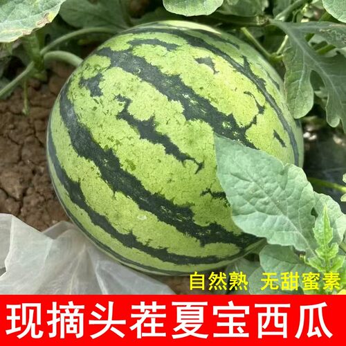 顺丰夏宝西瓜二茬运城夏县麒麟瓜