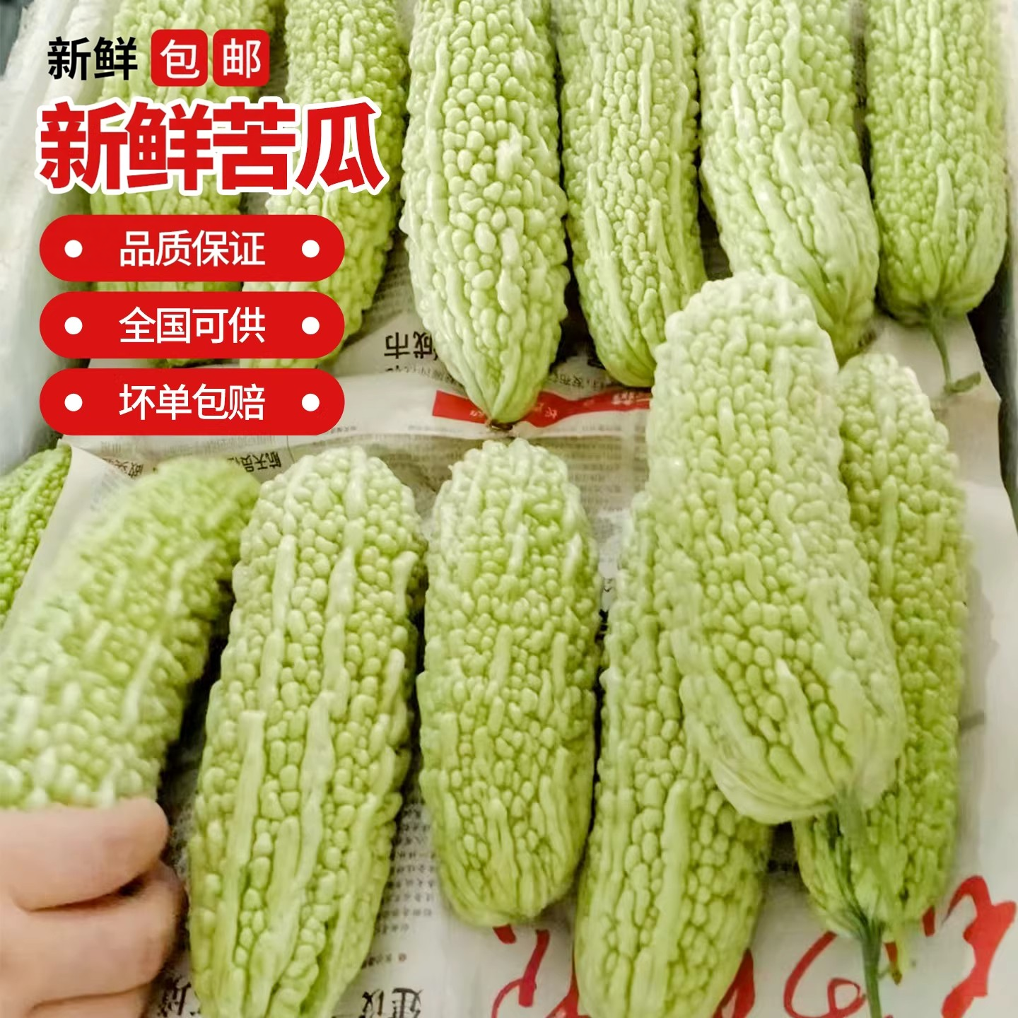 湖南农家自种白苦瓜新鲜现摘现发本地珍珠苦瓜蔬菜湘菜馆食材