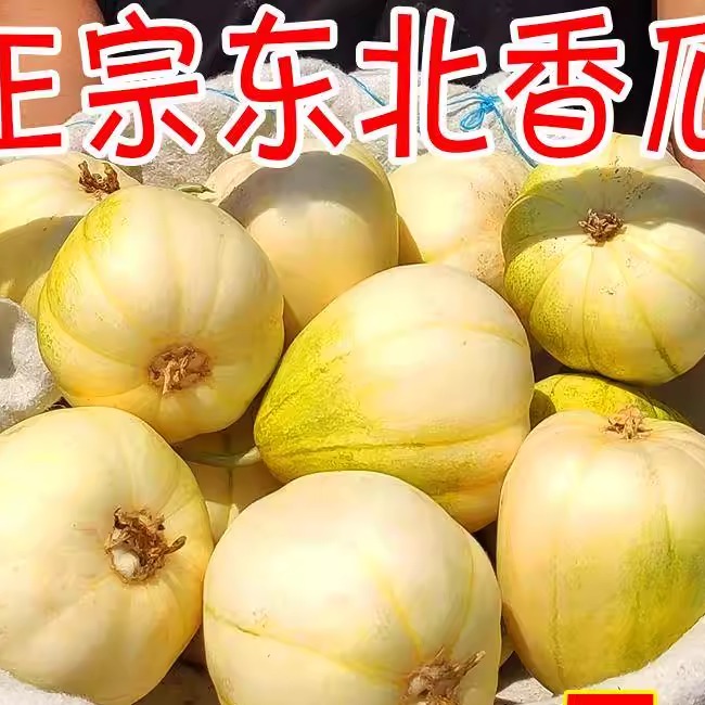 东北香瓜白糖罐脆甜多汁新鲜应季小甜瓜孕妇水果新鲜5斤包邮
