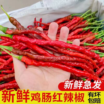 湖南本地鸡肠子红辣椒新鲜农家自种线椒超细长薄皮皱皮土泡椒现摘