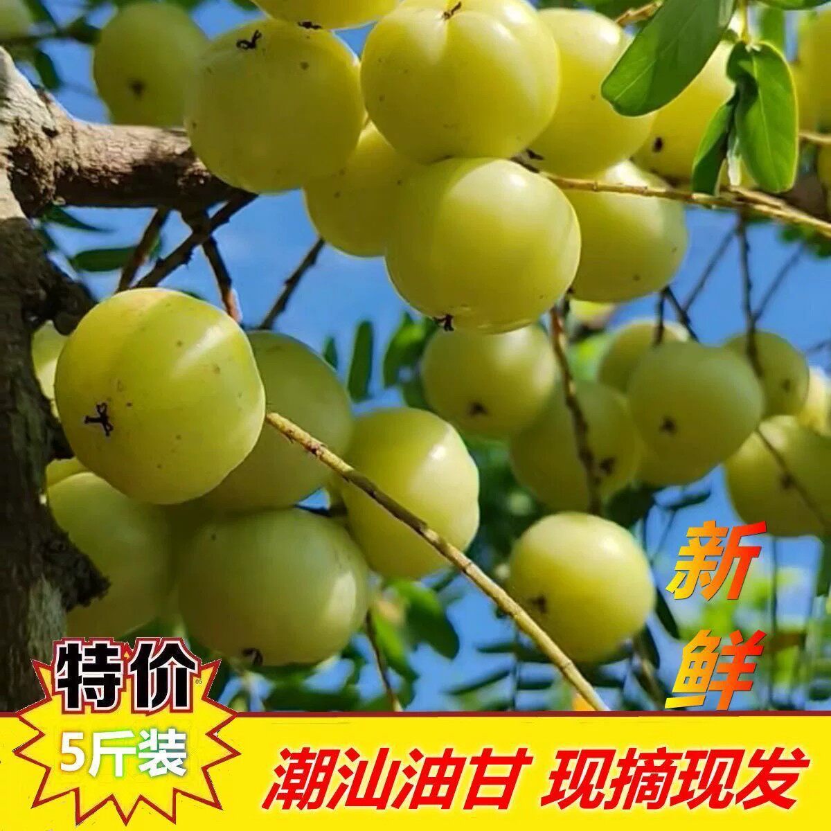 新鲜油甘果青橄榄孕妇酸水果牛甘果余甘子油柑子余甘果 - 实物图