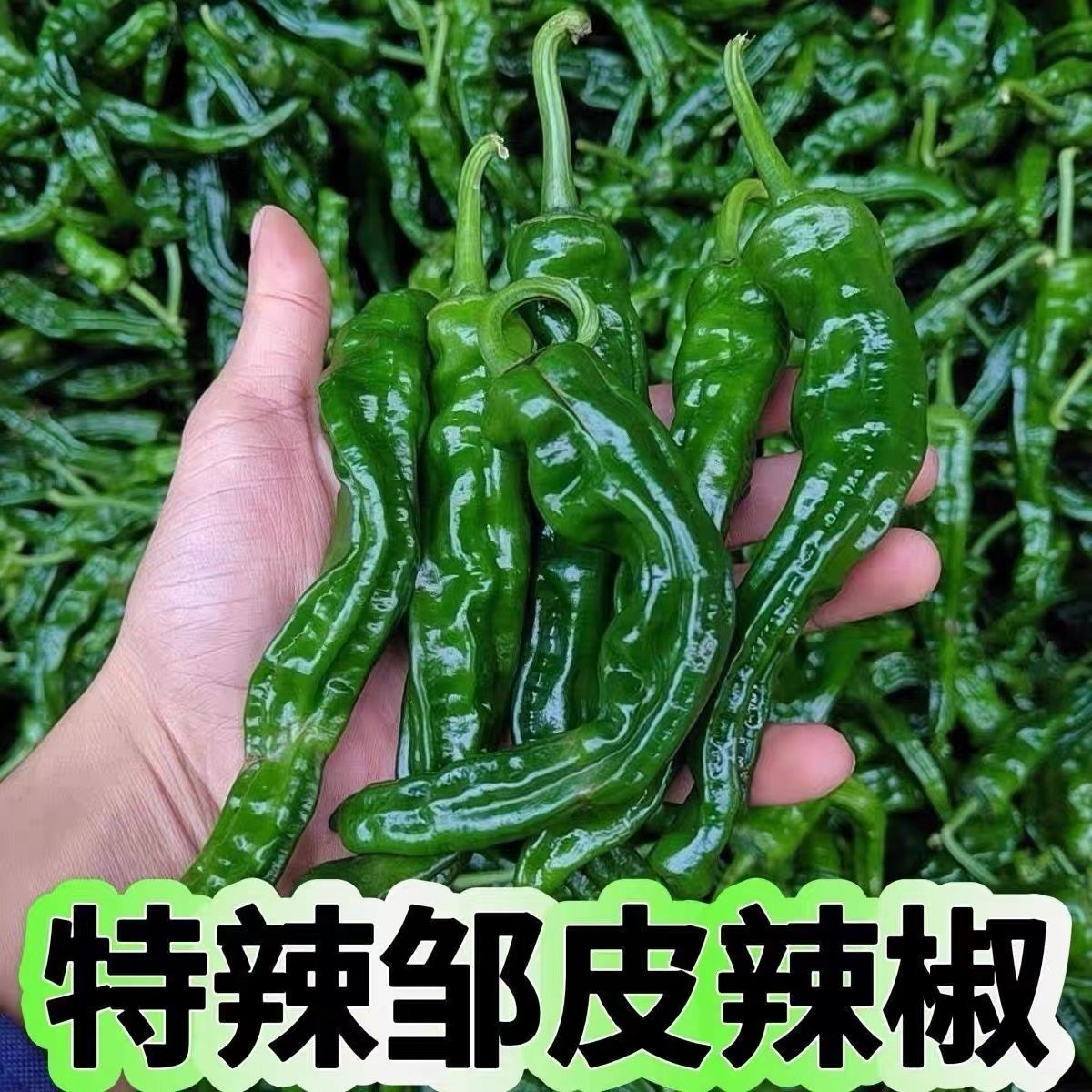 正宗皱皮辣椒新鲜现摘现发枣庄特产皱皮螺丝椒青红大小混装,水产肉类/新鲜蔬果/熟食,辣椒,淘宝优惠券,粉丝福利购,淘宝优惠卷