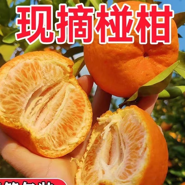 衢州椪柑芦柑新鲜柑橘桔子丑桔子碰柑9斤整箱应当季孕妇水果现摘