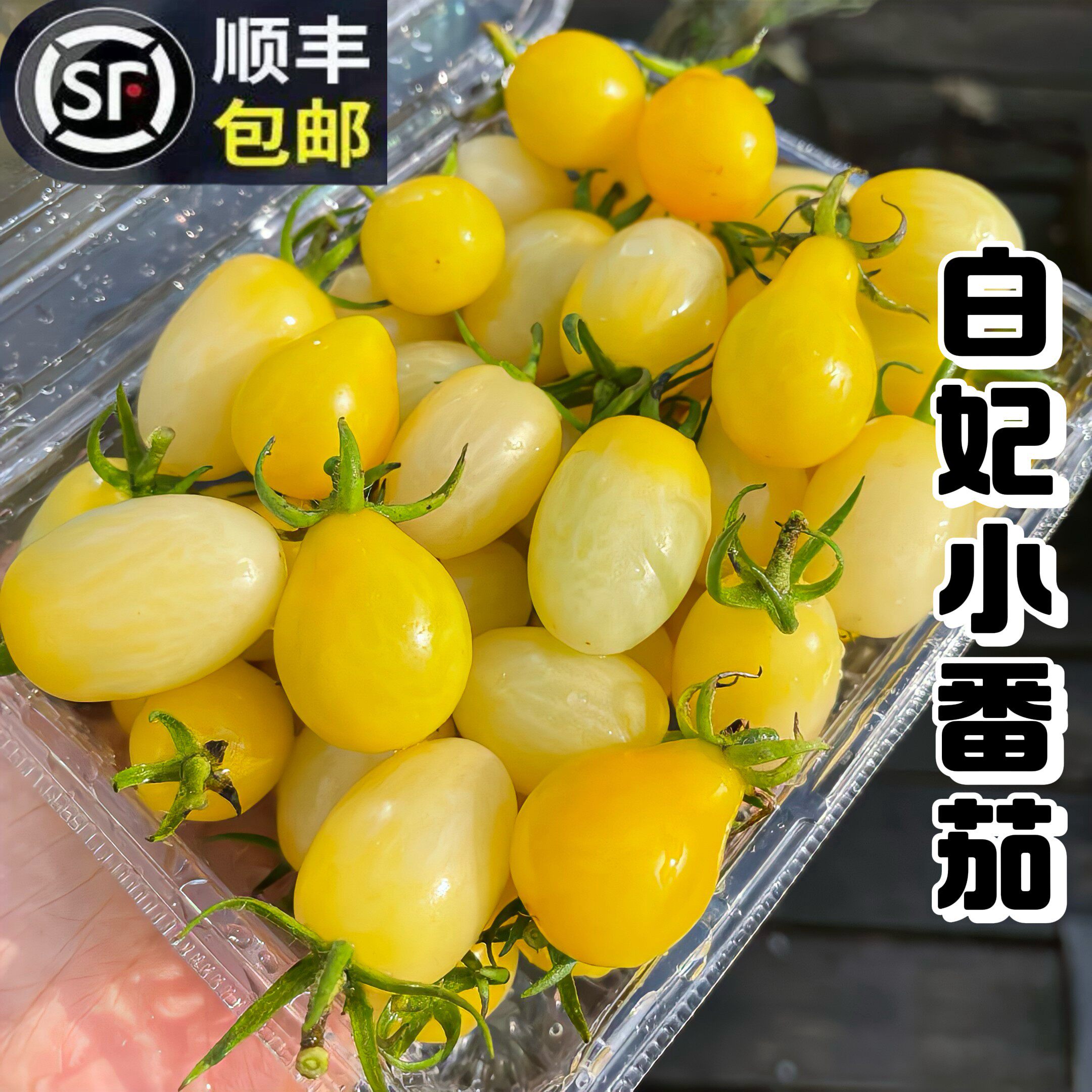 顺丰正宗白妃小番茄白色圣女果千禧樱桃小柿子自然熟现摘寿光水果
