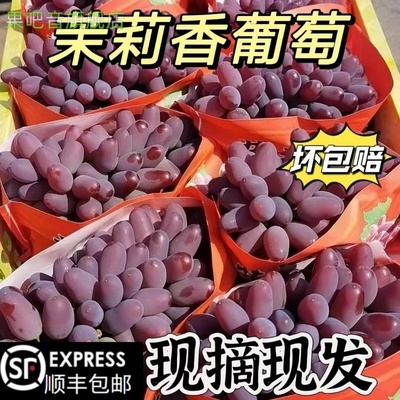 顺丰茉莉香葡萄新鲜水果现摘当季郁金香玫瑰香葡萄无籽小红提提子