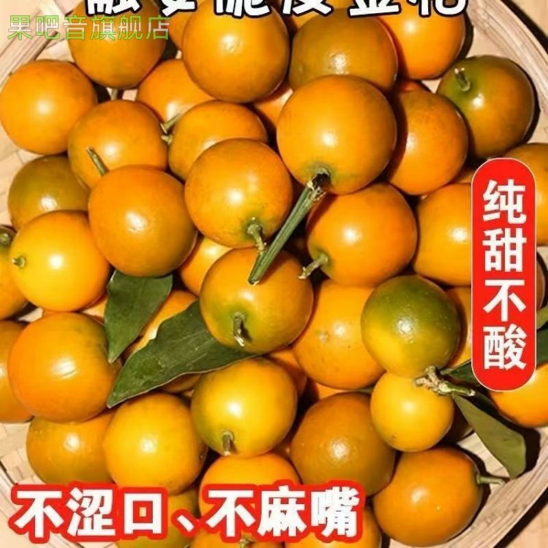 广西融安脆皮金桔当季新鲜桔子当季现摘水果纯甜蜜小金柑桔整箱