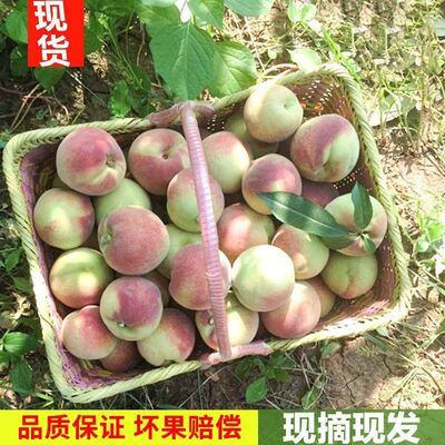 脆甜桃子新鲜冬雪蜜桃水果青毛桃水蜜桃山东毛桃秋桃冬桃
