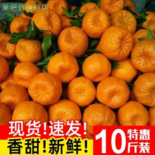 椪柑芦柑新鲜水果当季8斤现摘现发自种高山椪柑甜蜜柑橘桔子