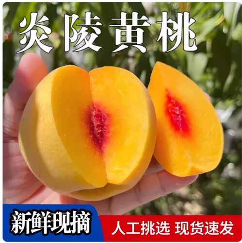现摘炎陵黄桃正宗高山红心黄肉桃