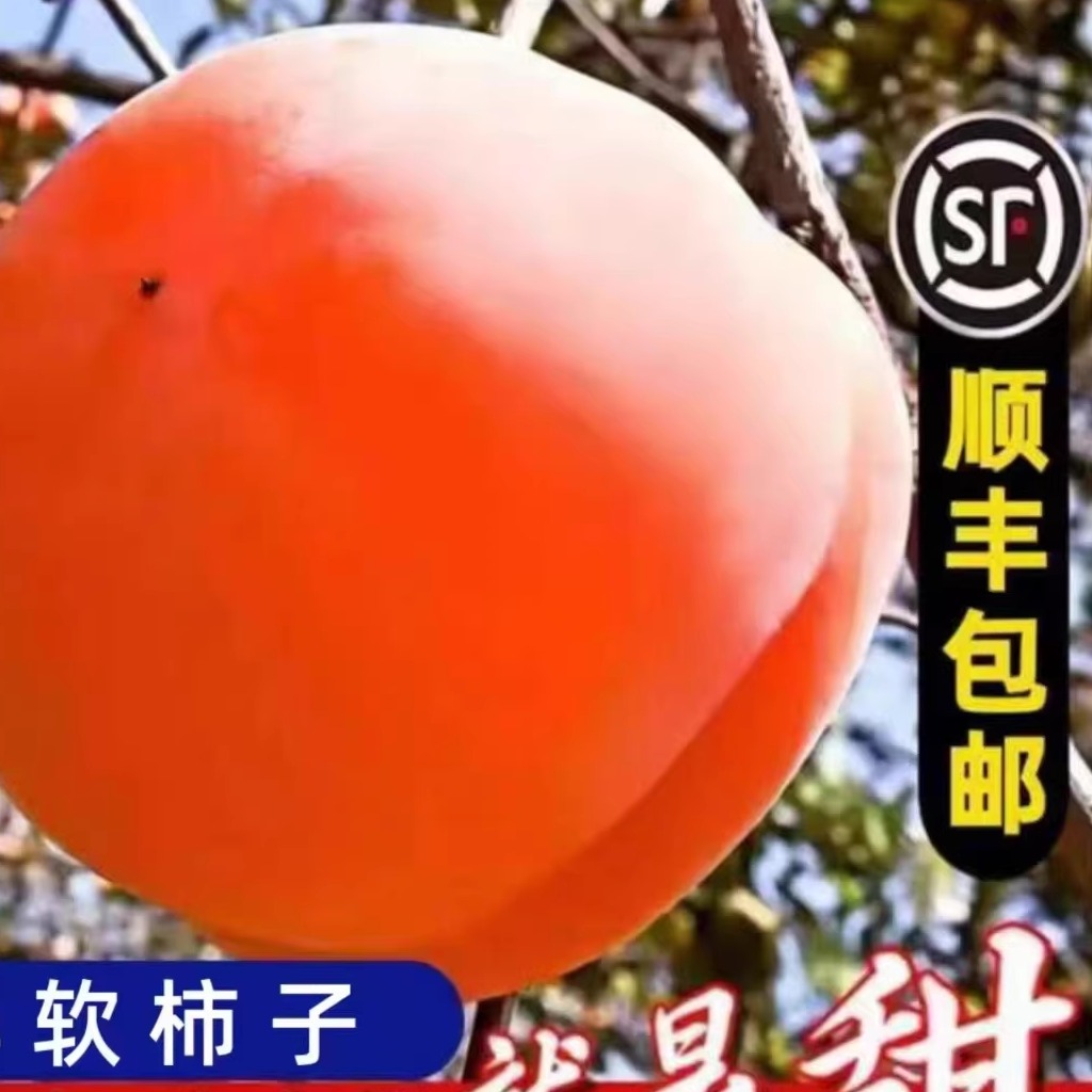 顺丰房山特大磨盘柿子新鲜甜软盆柿盘柿非脆柿可做冻柿揽柿子