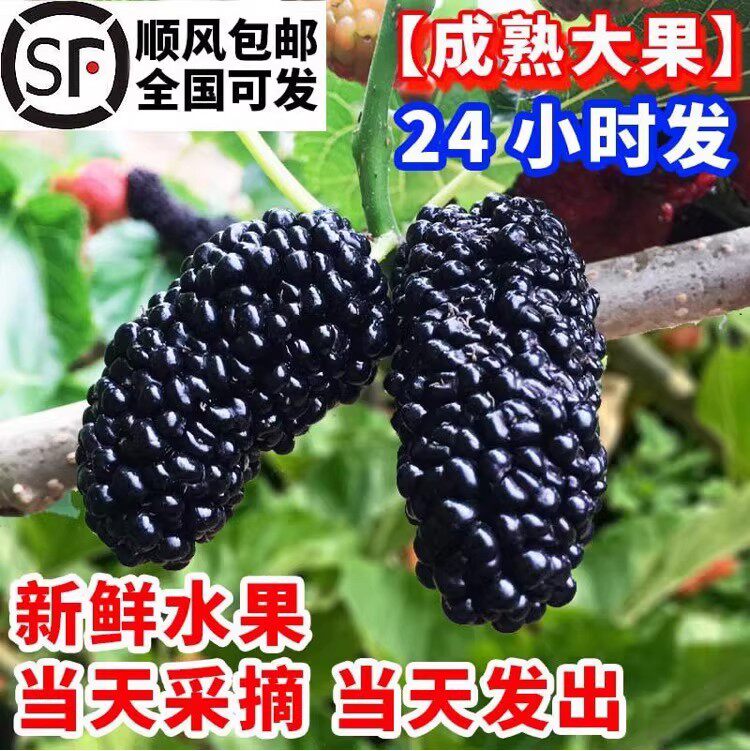 新鲜冷冻桑葚冷冻顺丰应季水果桑果葚可泡酒自家种植鲜果黑桑