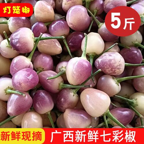 新鲜灯笼椒现七彩椒五彩椒广西特产新鲜辣椒泡椒灯笼椒可腌制泡椒
