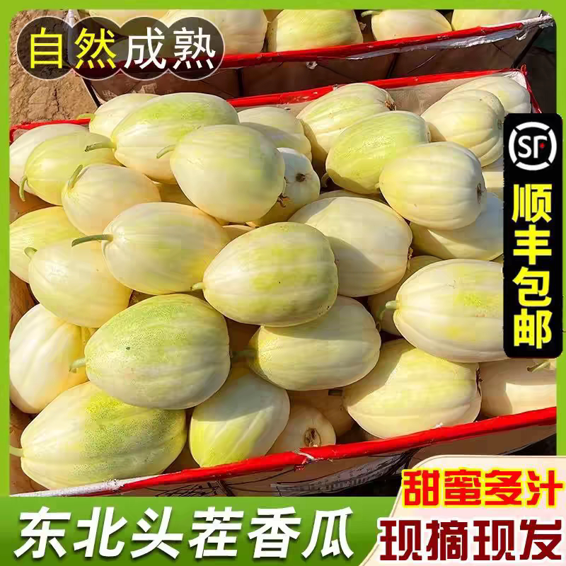 东北黑龙江大地香瓜2026新货老品种特产白糖罐新鲜当季水果脆甜瓜图片