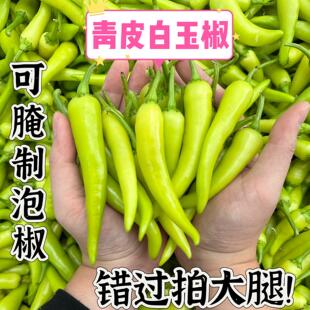广西白玉辣椒大白辣椒新鲜小白椒泡椒非小米椒七彩椒当天现摘