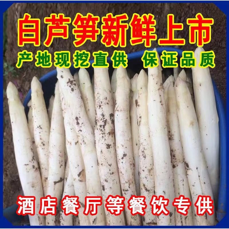 新鲜头茬白芦笋山东特产嫩笋现挖新鲜春笋应季蔬菜酒店特色蔬菜