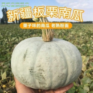 新疆板栗南瓜金丝沙漠银栗贝贝南瓜哥包邮新疆贵族丑倭瓜昌吉北瓜