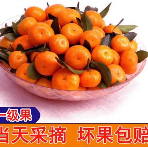 广西特产蜜桔10斤5斤橘子新鲜水果当季现摘砂糖小桔子贡柑桔南丰