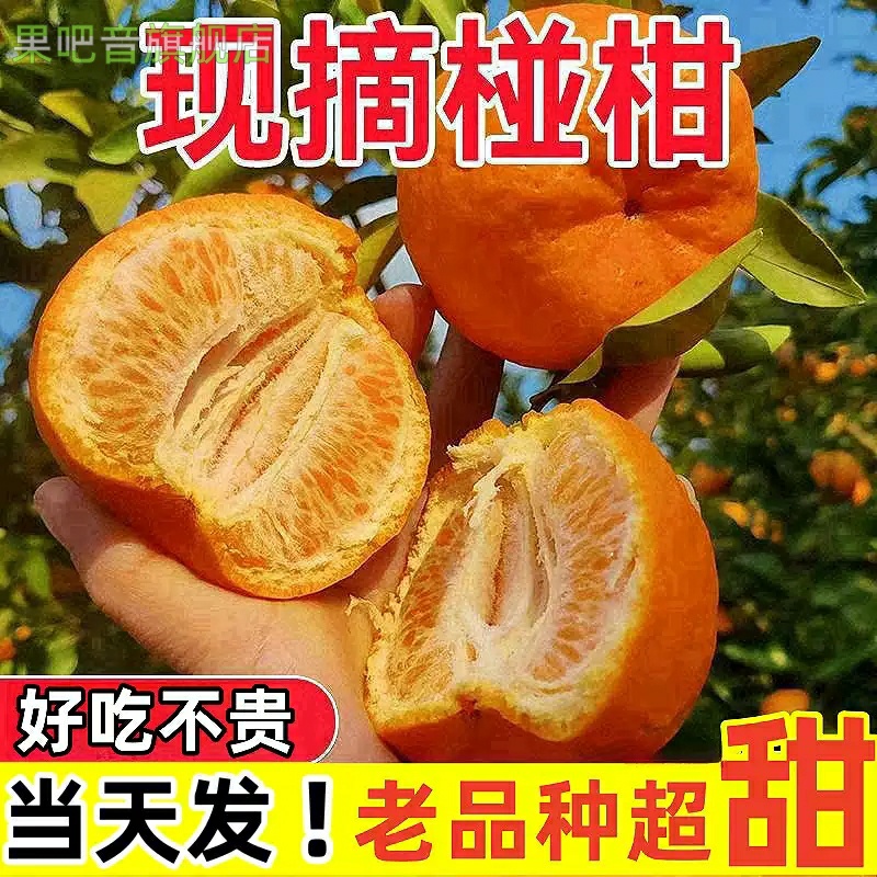 四川椪柑新鲜桔子现货现发自家种植碰柑当季水果芦柑带箱包邮