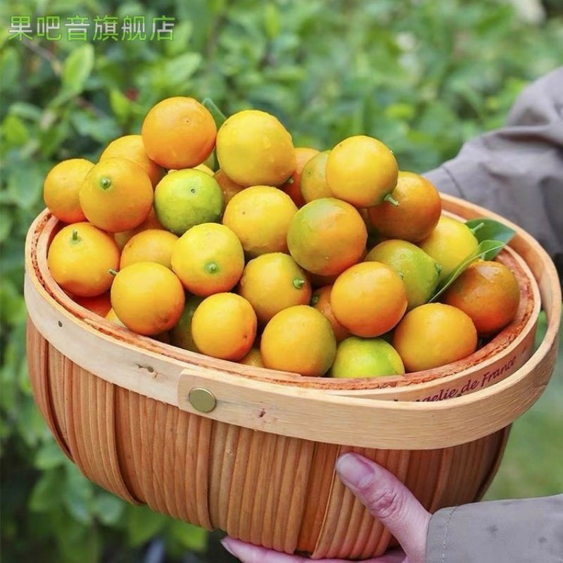 广西融安脆皮金桔当季新鲜桔子当季现摘水果纯甜蜜小金柑桔整箱